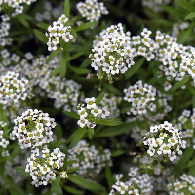 Alyssum Carpet of Snow