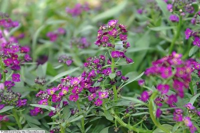 Alyssum Royal Carpet