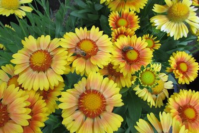 Arizona Apricot (Gaillardia)