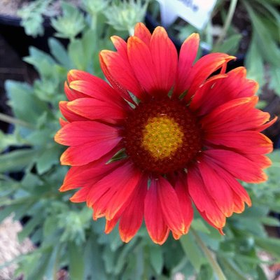 Arizona Red Shades (Gaillardia)