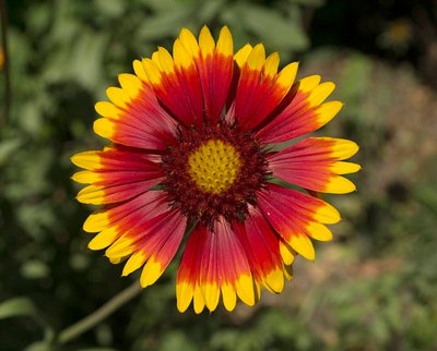 Blanket Flower (Gaillardia aristata)