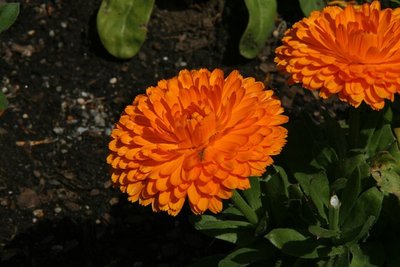 Calendula Orange King