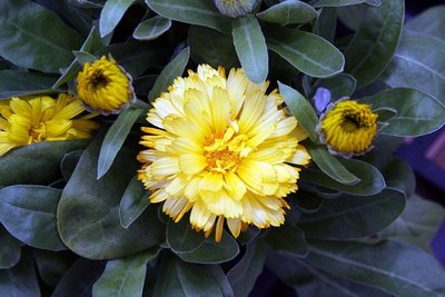 Calendula Pacific Beauty Mix