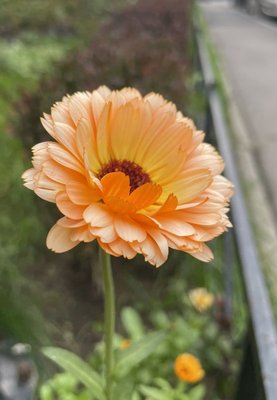 Calendula Pink Surprise