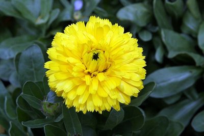 Calendula Yellow Porcupine