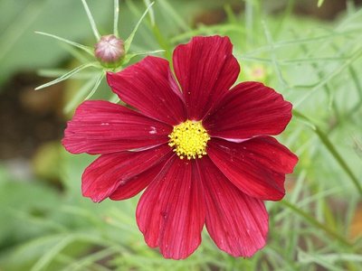 Cosmos Rubenza