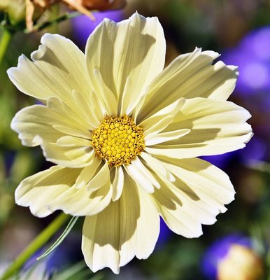Cosmos Xanthos