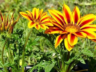 Gazania Mixed