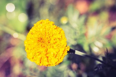 Marigold Crackerjack