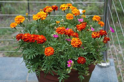 Marigold Petite