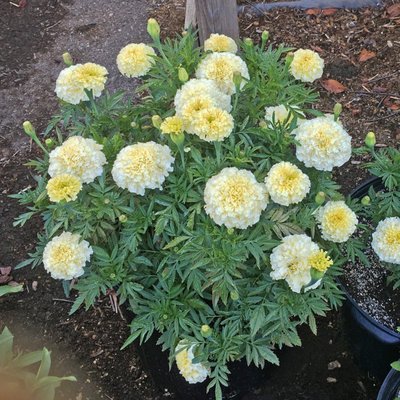 Marigold Kilimanjaro White