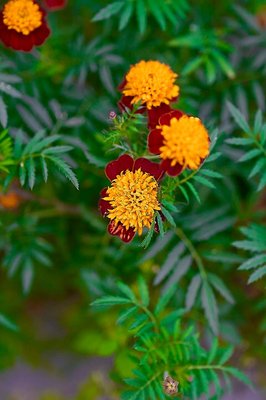 Marigold Orange Flame