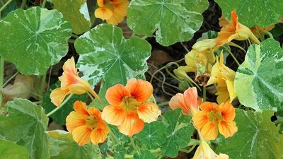 Nasturtium Alaska Variegated