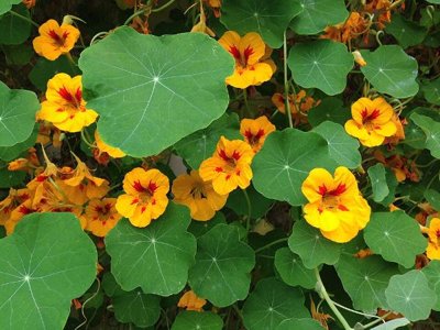 Nasturtium Double Gleam Blend