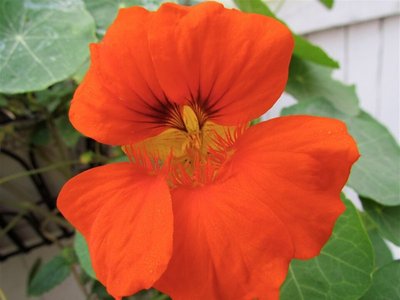 Nasturtium Jewel Blend