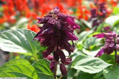 Salvia Amore Purple