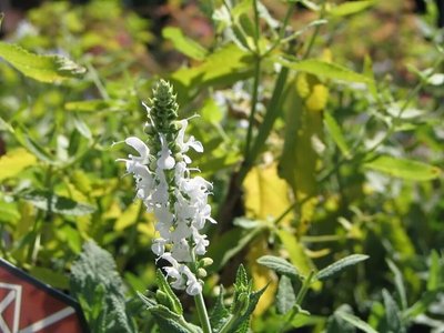 Salvia Swan Lake