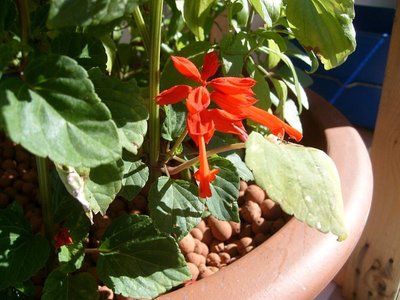 Salvia Tall Red Hill