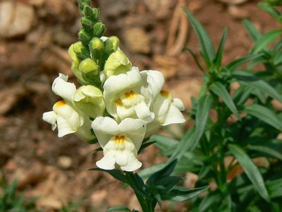 Snapdragon Apple Blossom
