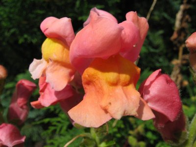Snapdragon Rembrandt