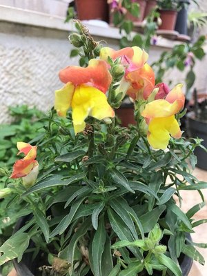 Snapdragon Tetra Mix