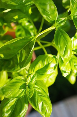 Basil