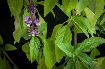 Thai Basil (from seed)