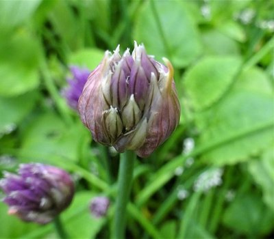 Chives