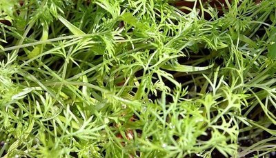 Bouquet Dill
