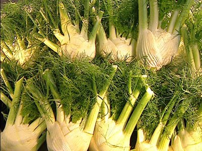 Preludio F1 Fennel