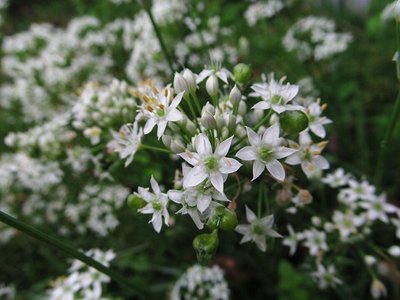 Garlic Chives