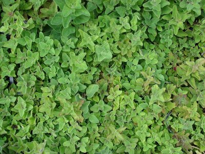 Oregano, True Greek
