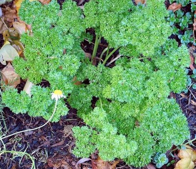 Curly parsley