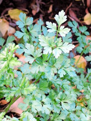 Flat-leaf parsley