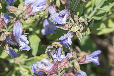 Sage, Broadleaf