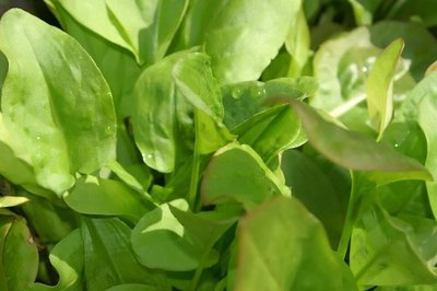 Large Leaf Sorrel