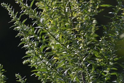 French Tarragon