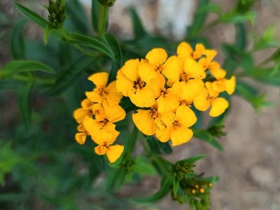 Mexican Tarragon
