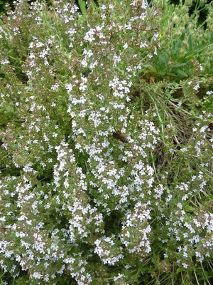 Thyme, Common (English)