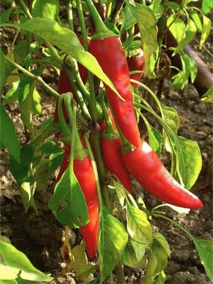 Cayenne (Long)