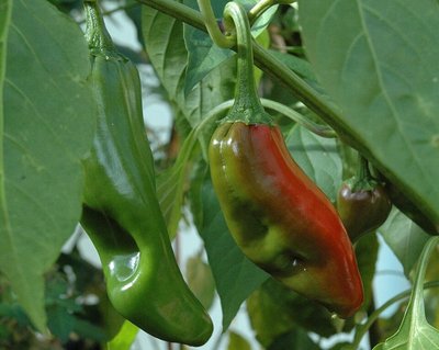 Hatch (NuMex Big Jim)