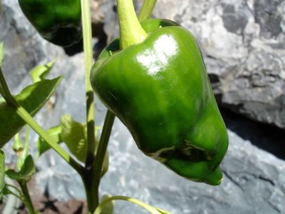 Poblano (Ancho)