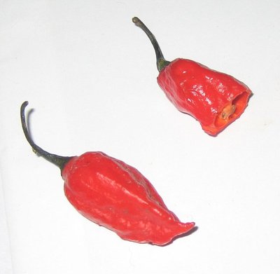 Bhut Jolokia Ghost Pepper
