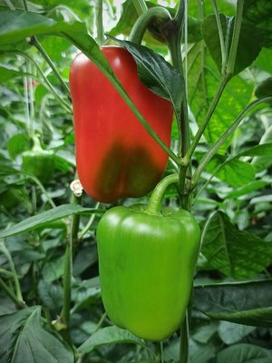 Sweet Pimento type